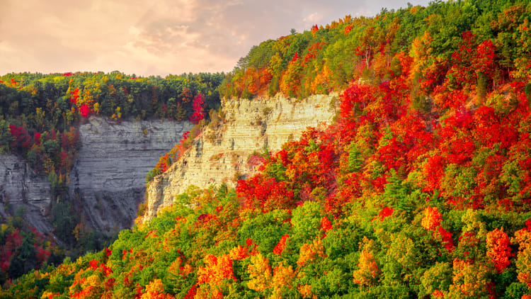 a-beatuiful-shot-of-colorful-autumn-tres-on-a-clif-2026-03-26-10-16-41-utc.jpg